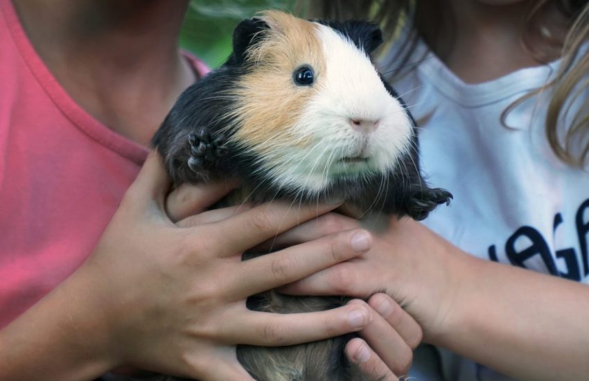 cavia en kinderen