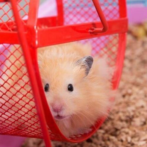 hamstermolentje