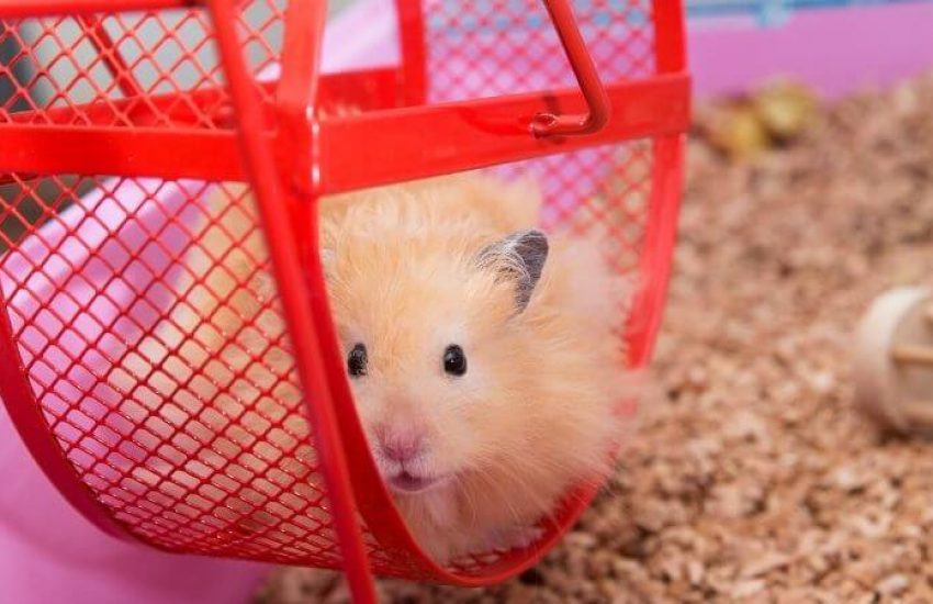 hamstermolentje