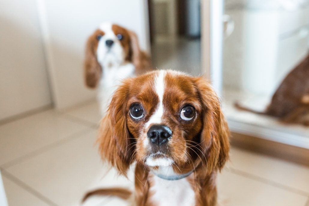 cavalier King Charles spaniël