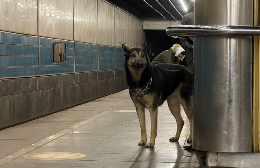 Hond in Oekraïne