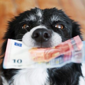 Extra donatie voor de dieren