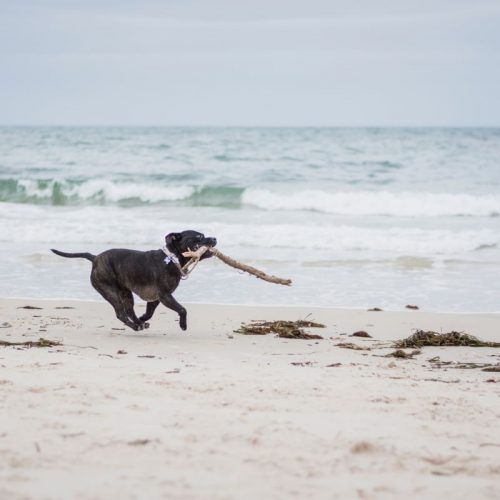hond strand