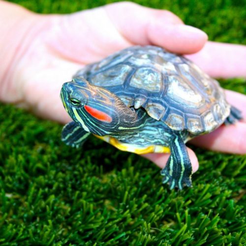 Schildpad