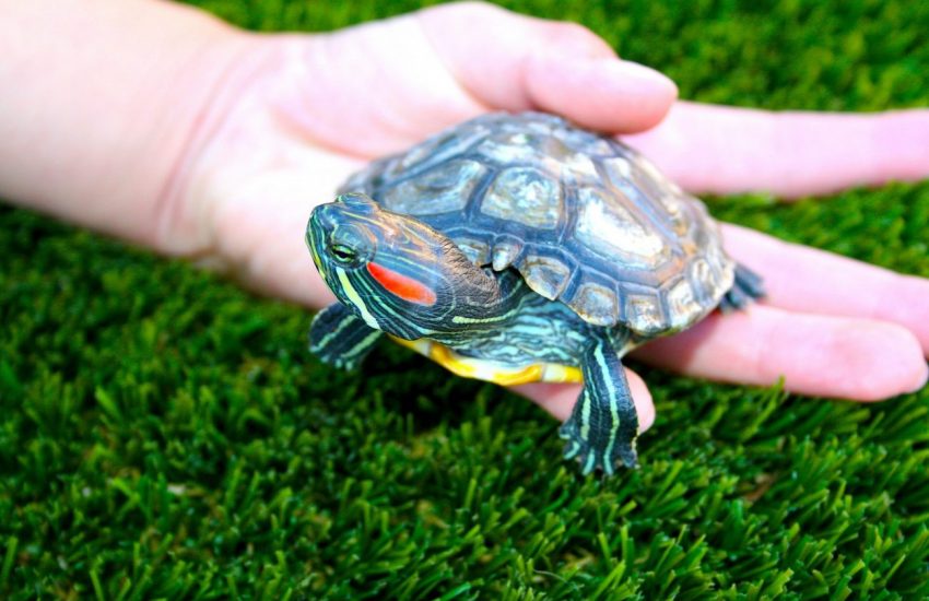 Schildpad