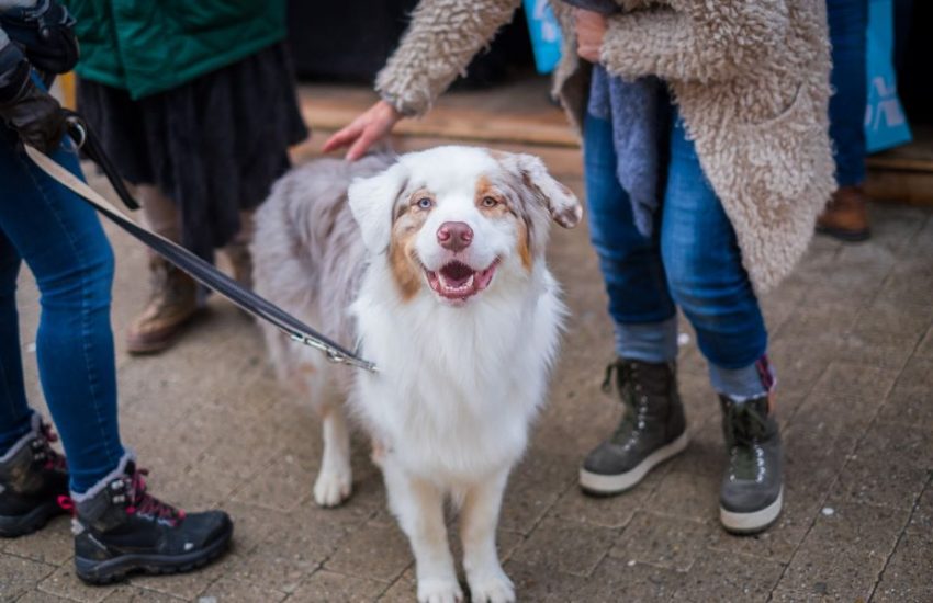 hond