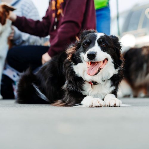 honden mensen