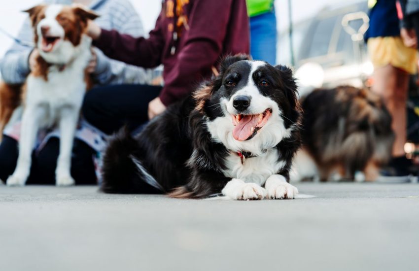 honden mensen