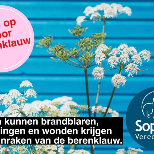 berenklauw