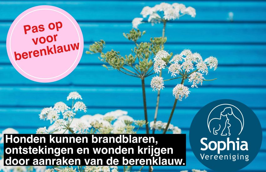 berenklauw