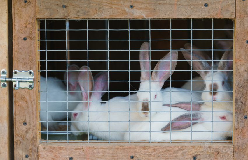 Doden van dieren