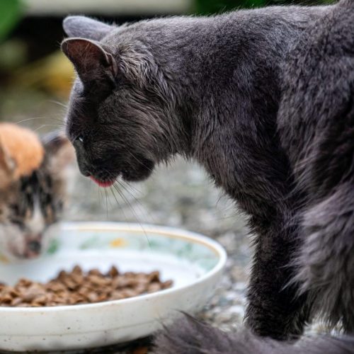 Katten eten