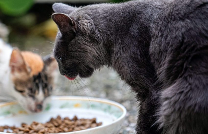 Katten eten