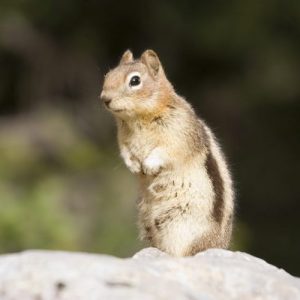 Boeroendoek