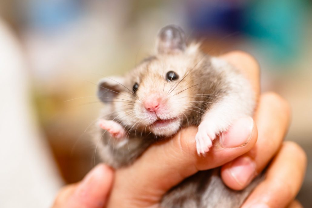 hamster hand