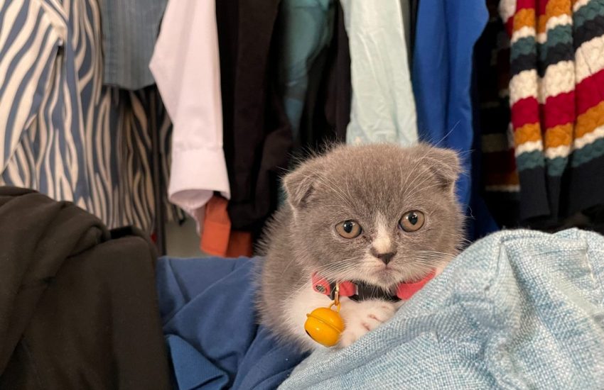 scottish fold