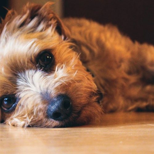 hond ligt bij bank