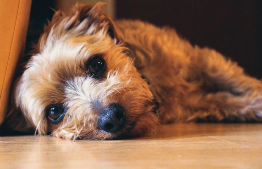 hond ligt bij bank