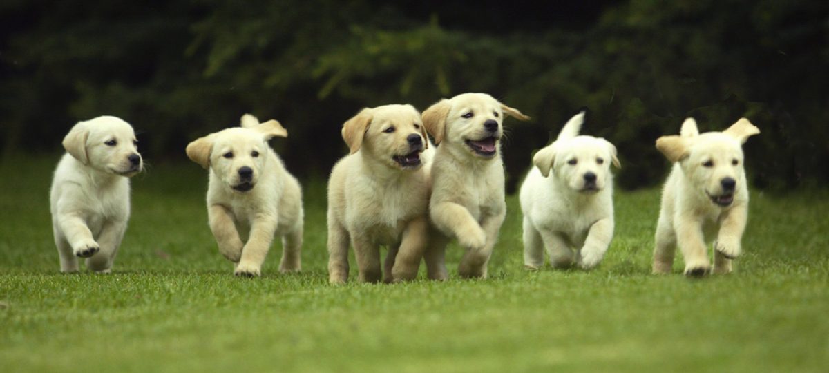 Andere honden