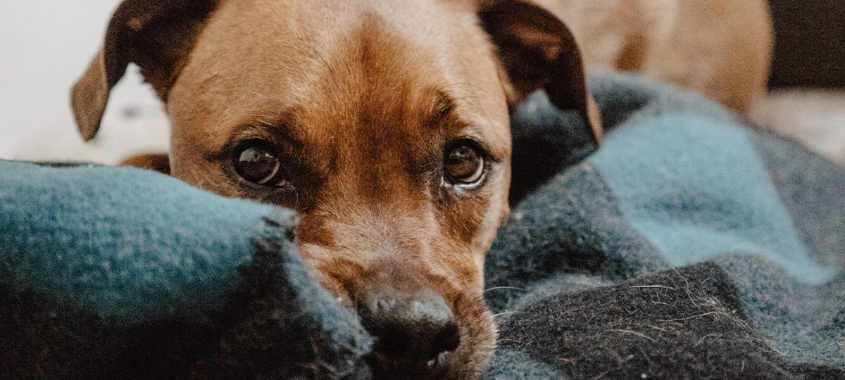 Eenzaamheid honden