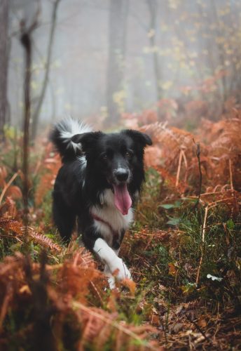 Hond eenzaamheid