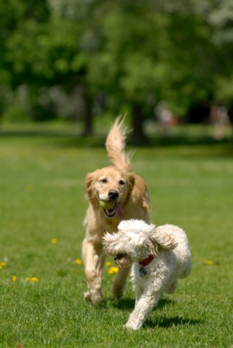 Contact andere honden
