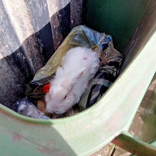 Gedumpt konijntje