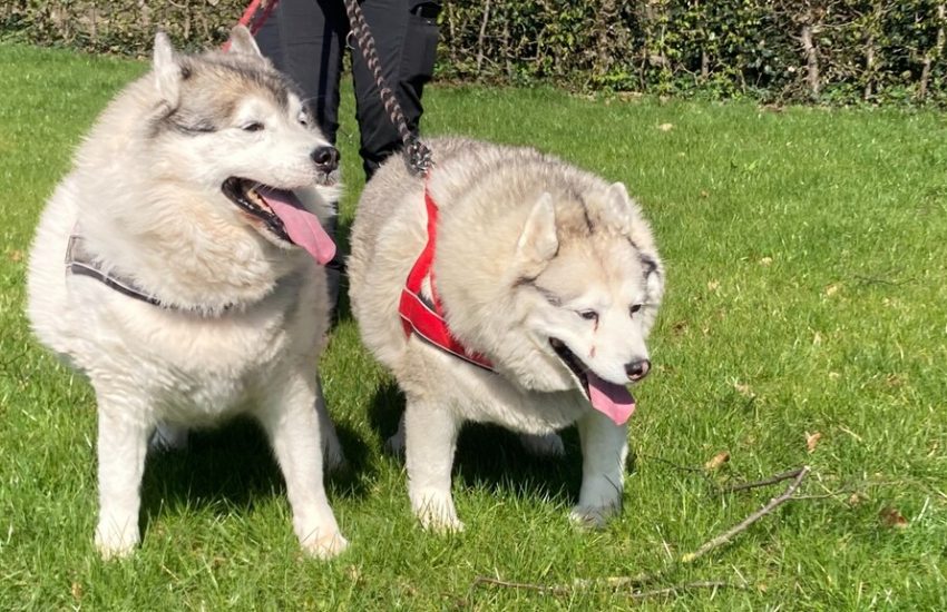 Verborgen leed: overgewicht bij honden