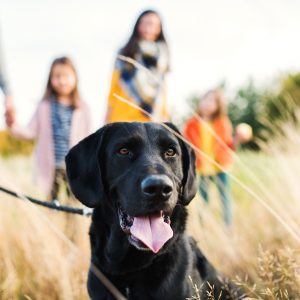 Hond & kind: een veilige omgang