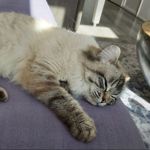 Kat