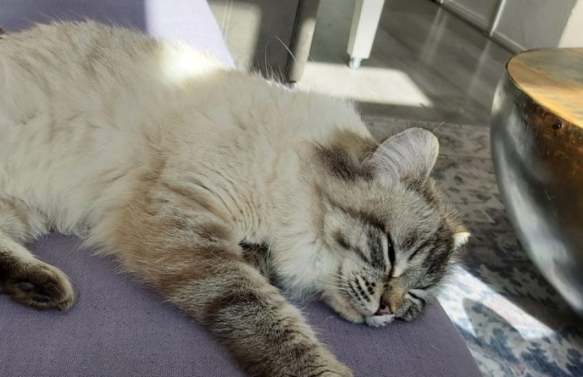Kat