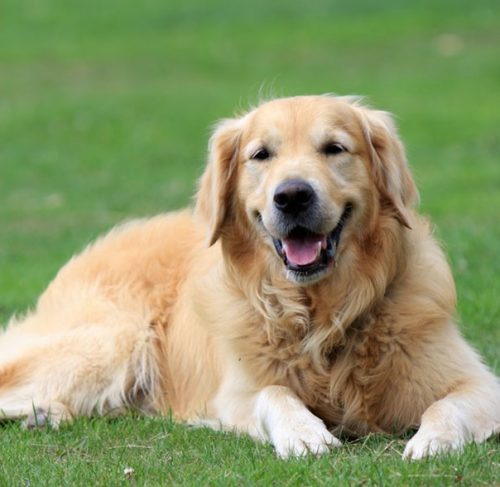 Quiz lichaamstaal honden