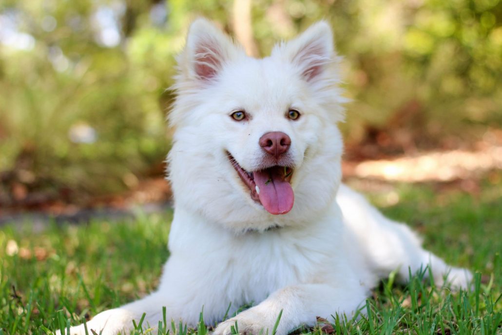 Witte hond