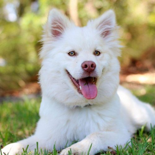 Witte hond