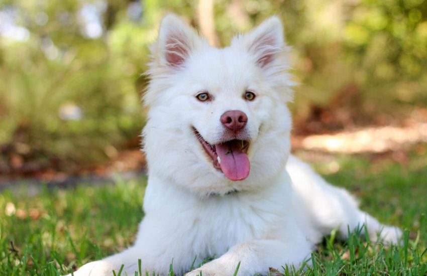 Witte hond