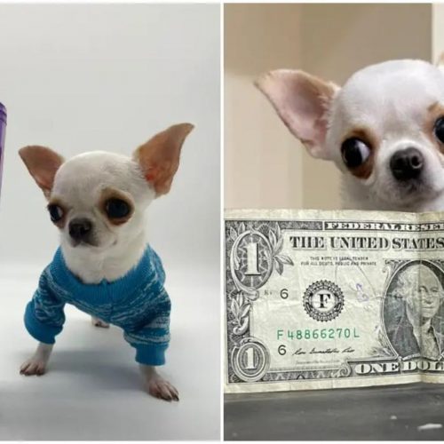 Kleinste hondje ter wereld