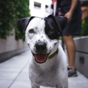 De lichaamstaal van de hond