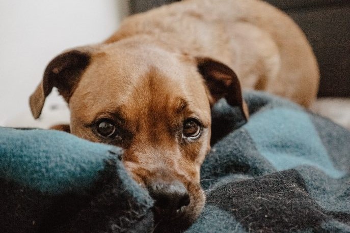 Hond zielig alleen - kopie