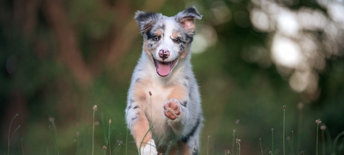 blije hond