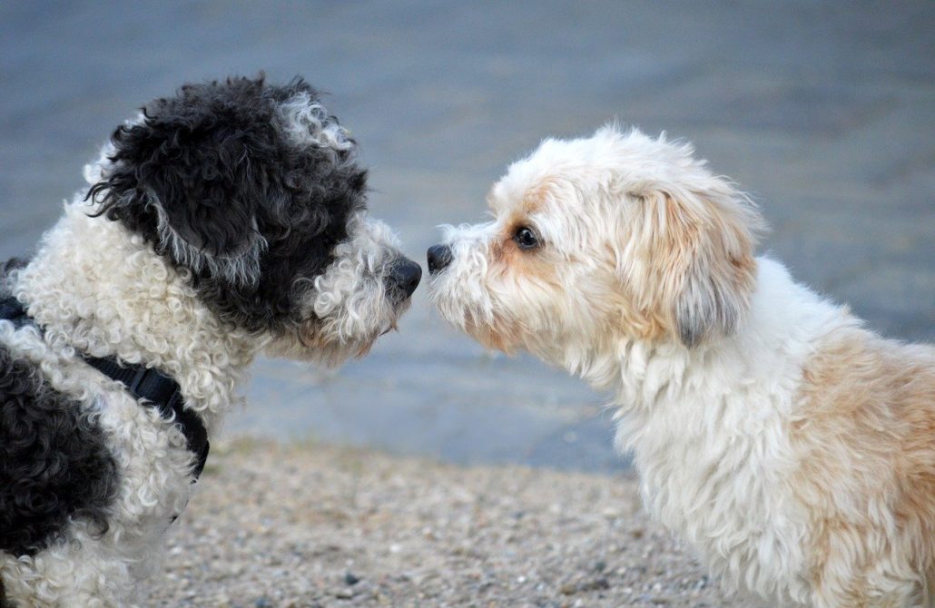 honden snuffels