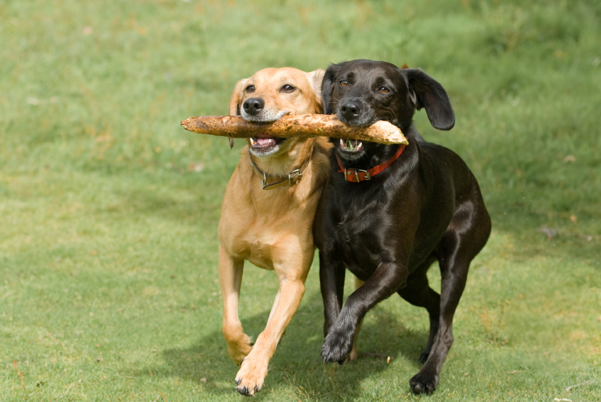 labradors met stok