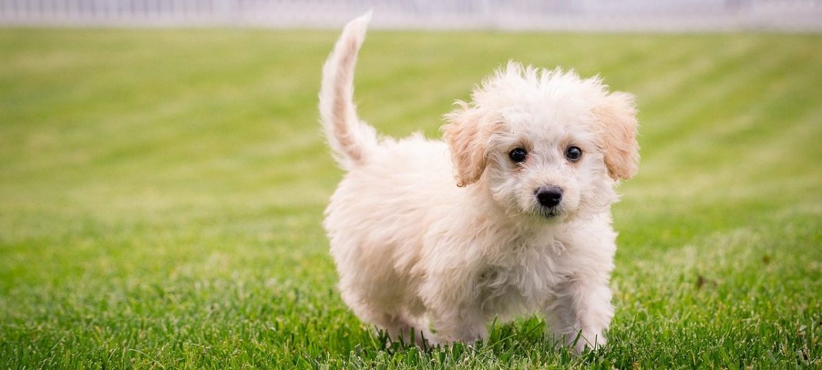 puppy in gras