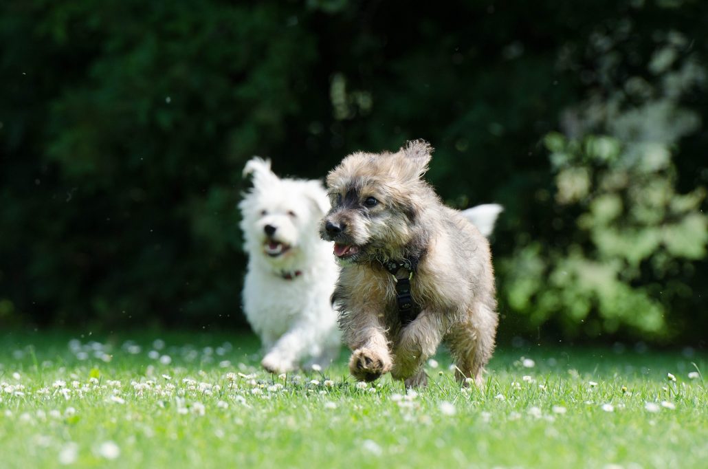 spelende honden