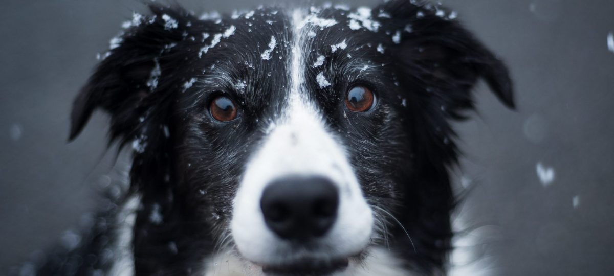Border collie met sneeuw header