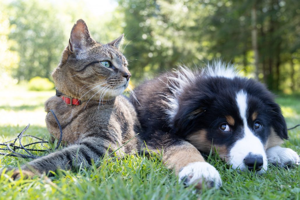 Hond en kat buiten