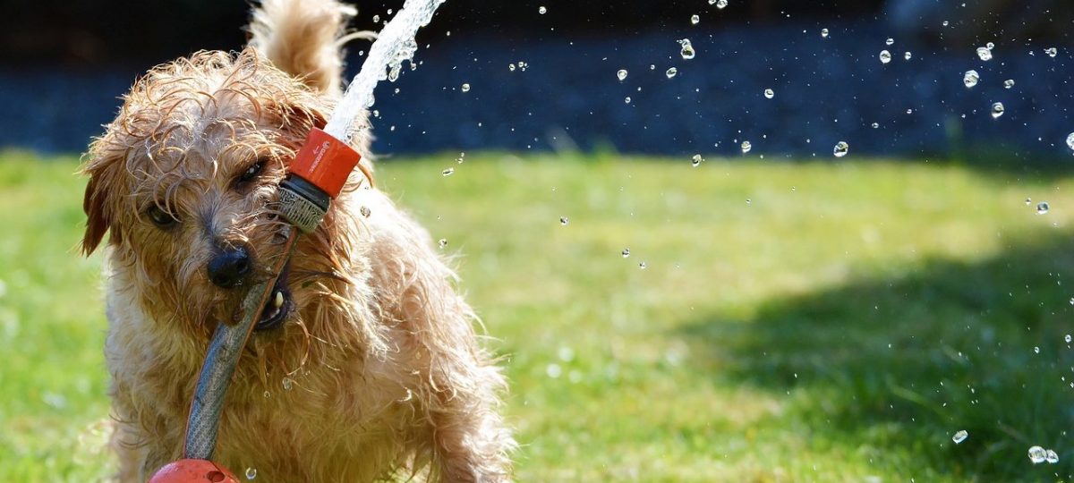 Hond speelt met water header