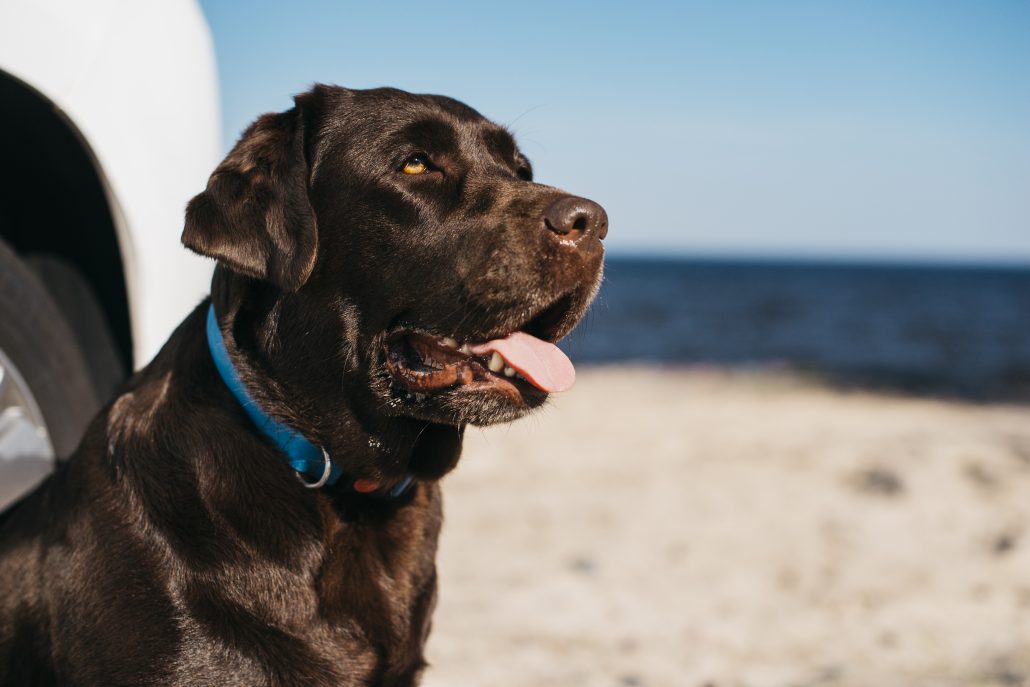 Hond strand