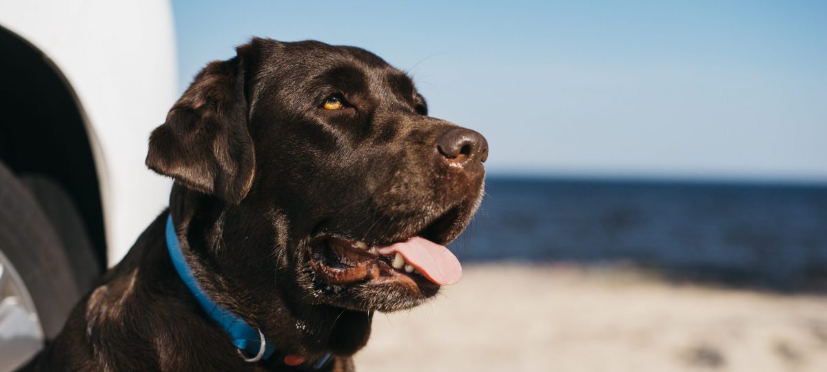 Hond strand