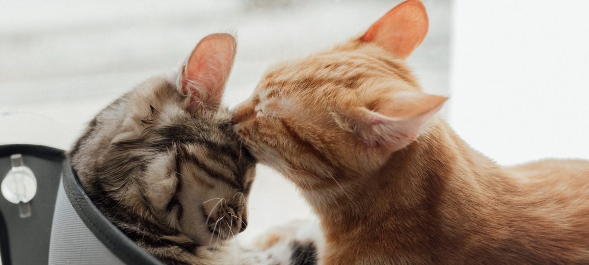 Katten wassen elkaar
