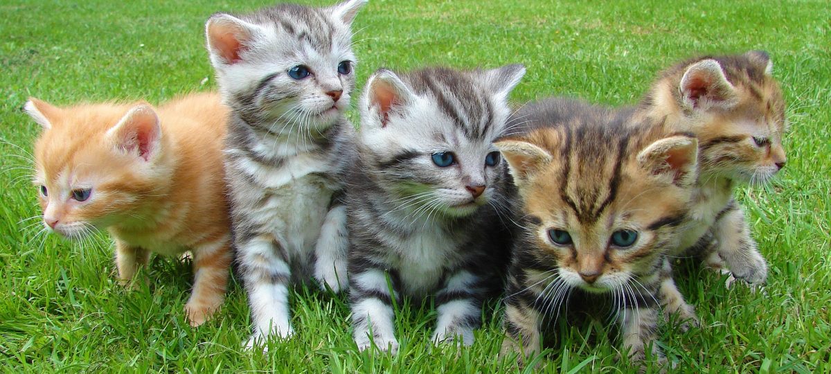 Kittens